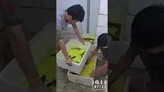 thousands pcs of #channa #snakeheadfish per shipment #aquaempire