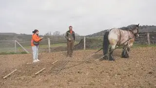 Paqui Peña se convierte en toda una domadora de caballos de las Ardenas