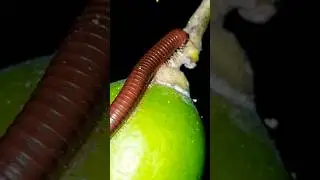 Red millipede on lemon on lemon tree #insect #lemon #nature #millipede #wildlife #shorts #viral