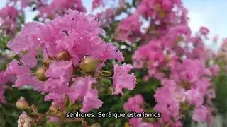 Ele É Sua Vida