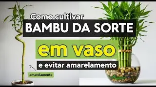 Como cultivar BAMBU DA SORTE em vaso e evitar amarelamento