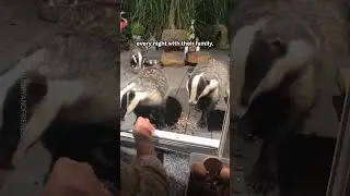Дружелюбные барсуки приходят на ужин 🦡🍎