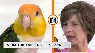 Falling for Feathers Bird Fair 2025 | Studio 814