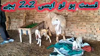 Sheep giving birth Twin Kids of khokhar kajla sheep farm Bhakkar 