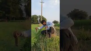 New video farming🌱🌿 #shorts #farming #trending #viral #new #instagram #kisan #roots #reels #tiktok