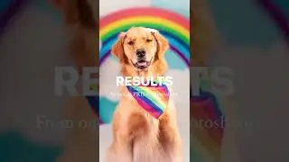 Houston Doggy Daycare Pride Photoshoot!