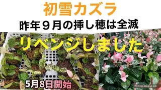 【初雪カズラ】の挿し穂、リベンジ編
　　　　　　　　　2021.7.1