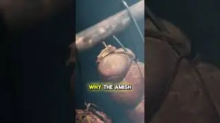Learn The Amish Ways