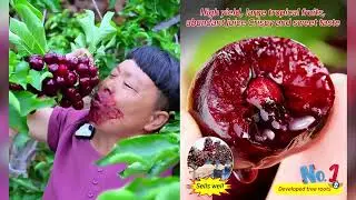 Giant sweet cherries, simple to plant and no maintenance required