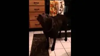 Dog Bark Slow-Mo