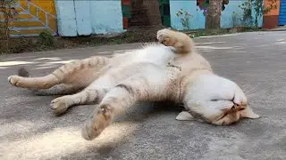 Loud Purring Lazy Stray Cat ASMR &ndash; Deep Sleep relaxation