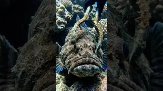 #fishing #exoticaquariumfish #fishcare #gopro #fish #fishtankcare