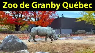 Visite compl&egrave;te du Zoo de Granby &ndash; Animaux et attractions !