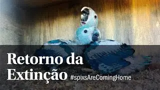 Retorno da Extinção #spixsAreComingHome