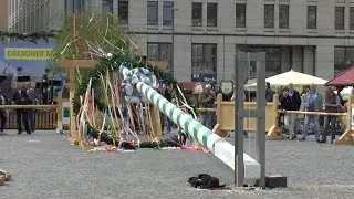 Dresdner Frühlingsmarkt 2015: Aufrichten des Maibaumes