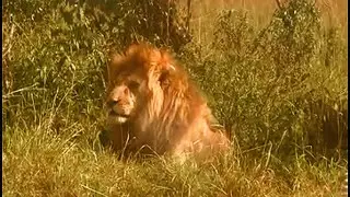 Oloimina Black Rock Male Lion found with Rongai Pride Today