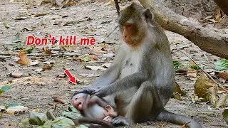 Cruel mom Anna attack baby monkey Anissa nearly die