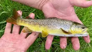 Fly Fishing Valles Caldera NM