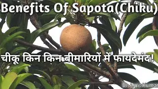 Benefits Of Sapota(Chiku) | चीकू किन किन बीमारियों में फायदेमंद!