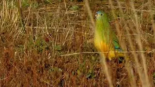 Turquoise Parrots foraging various plant seeds in a country garden Victoria Australia 23 March 2025