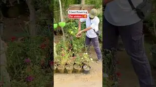 Top best 5 flowering plants for winters 😉🌿#wintergardening #flowers #youtubeshorts