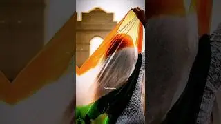 Happy independence day status 2025 🇮🇳 | 15 August status video 2025 😍 whatsapp status #shorts #viral