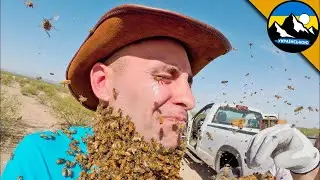 Пасіка в бороді: Койот проти рою бджіл! Атака на Койота! 😱 Brave Wilderness
