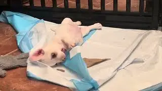 Tommy Tubby!! 😂 Charming Pet Rescue 