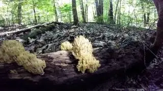 On Crown-Tipped Coral Mushrooms