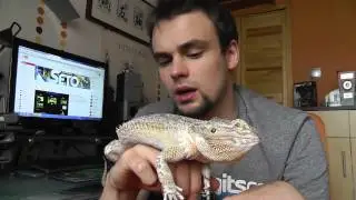 Agama Brodata - mój mały smok (Vlog - Seto Story #32)