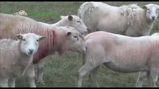 1 Sheep Story - ewes and rams