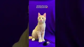 Every donation matters, link in bio🥹❤️ #cat #animal #community #help