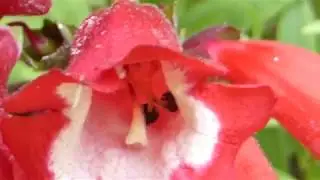 Beardlip penstemon - Penstemon  'Arabesque Red' - Skegggr&iacute;ma - Skjalb&ouml;kubl&oacute;m - Sumarplanta