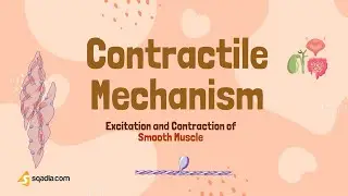 Excitation and Contraction of Smooth Muscle | Contractile Mechanism