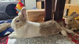 Is this the cutest bunny action video ever? #mofu #bunny #rabbit #cute #viralvideo #play #fun #fyp 