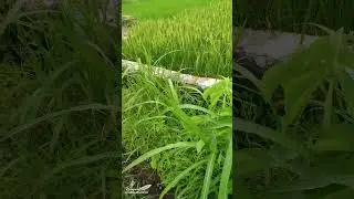 Rice field sound for relaxation #nature #ricefield #farming #rurallife #relaxingsound #stressrelief