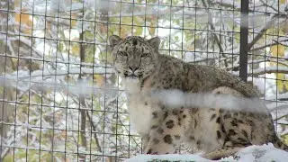 Winter fun at John Ball Zoo