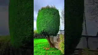 SATISFYING Gardening Hedgecutting #satisfying #hedgecutting #oddlysatisfying