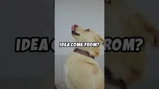 CAN DOGS LOOK UP? (lol, yes!)