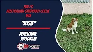 🐶Dog Trainers Palm Beach County / Dog Training Palm Beach County 🦮
