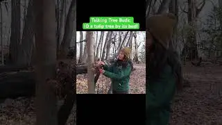 ID trees in the winter by buds! #tuliptree #education #trees #forestcity