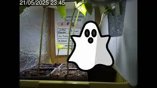 Runner Beans Race 2025