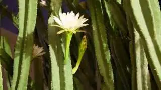 Night Blooming Cactus Flower