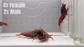 Shrimpcove.com Orange Boa breeding pack