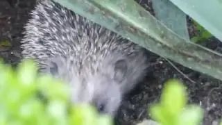Igel Erinaceidae