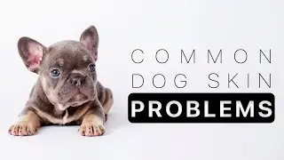 4 Common Dog Skin Problems and How to Prevent