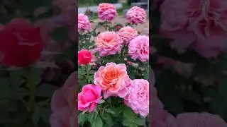 Beautiful pink rose// rose flowers in the garden (11/4)