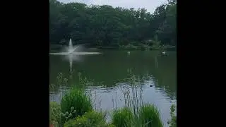 #cleveland #ohio #lakeview #cemetery #nature #swans