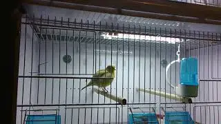 My cinnamon Fife canary