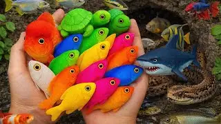 Amazing Betta Dragon & Turtle Hidden in Giant Mystery Eggs – Fun Catching!